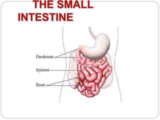 Digestive system 1 | PPTX