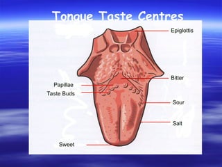 Tongue Taste Centres
Epiglottis
Bitter
Sour
Salt
Sweet
Taste Buds
Papillae
 