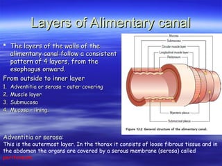 Layers of Alimentary canal
Layers of Alimentary canal
 The layers of the walls of the
The layers of the walls of the
alimentary canal follow a consistent
alimentary canal follow a consistent
pattern of 4 layers, from the
pattern of 4 layers, from the
esophagus onward.
esophagus onward.
From outside to inner layer
From outside to inner layer
1.
1. Adventitia or serosa – outer covering
Adventitia or serosa – outer covering
2.
2. Muscle layer
Muscle layer
3.
3. Submucosa
Submucosa
4.
4. Mucosa – lining.
Mucosa – lining.
Adventitia or serosa:
This is the outermost layer. In the thorax it consists of loose fibrous tissue and in
the abdomen the organs are covered by a serous membrane (serosa) called
peritoneum.
 