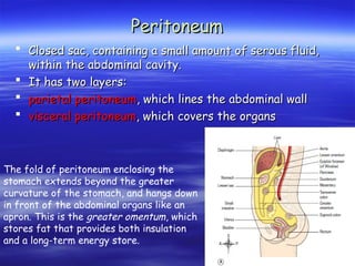 Peritoneum
Peritoneum
 Closed sac, containing a small amount of serous fluid,
Closed sac, containing a small amount of serous fluid,
within the abdominal cavity.
within the abdominal cavity.
 It has two layers:
It has two layers:
 parietal peritoneum
parietal peritoneum, which lines the abdominal wall
, which lines the abdominal wall
 visceral peritoneum
visceral peritoneum, which covers the organs
, which covers the organs
The fold of peritoneum enclosing the
stomach extends beyond the greater
curvature of the stomach, and hangs down
in front of the abdominal organs like an
apron. This is the greater omentum, which
stores fat that provides both insulation
and a long-term energy store.
 