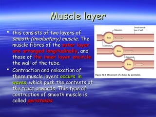 Muscle layer
Muscle layer
 this consists of two layers of
this consists of two layers of
smooth (involuntary) muscle
smooth (involuntary) muscle. The
. The
muscle fibres of the
muscle fibres of the outer layer
outer layer
are arranged longitudinally
are arranged longitudinally, and
, and
those of
those of the inner layer encircle
the inner layer encircle
the wall of the tube.
the wall of the tube.
 Contraction and relaxation of
Contraction and relaxation of
these muscle layers
these muscle layers occurs in
occurs in
waves
waves, which push the contents of
, which push the contents of
the tract onwards. This type of
the tract onwards. This type of
contraction of smooth muscle is
contraction of smooth muscle is
called
called peristalsis
peristalsis
 