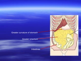 Greater omentum
Greater curvature of stomach
Intestines
 