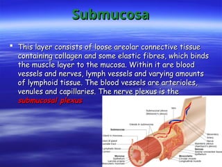 Submucosa
Submucosa
 This layer consists of loose areolar connective tissue
This layer consists of loose areolar connective tissue
containing collagen and some elastic fibres, which binds
containing collagen and some elastic fibres, which binds
the muscle layer to the mucosa. Within it are blood
the muscle layer to the mucosa. Within it are blood
vessels and nerves, lymph vessels and varying amounts
vessels and nerves, lymph vessels and varying amounts
of lymphoid tissue. The blood vessels are arterioles,
of lymphoid tissue. The blood vessels are arterioles,
venules and capillaries. The nerve plexus is the
venules and capillaries. The nerve plexus is the
submucosal plexus
submucosal plexus
 