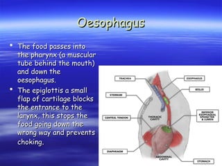 Oesophagus
Oesophagus
 The food passes into
The food passes into
the pharynx (a muscular
the pharynx (a muscular
tube behind the mouth)
tube behind the mouth)
and down the
and down the
oesophagus.
oesophagus.
 The epiglottis a small
The epiglottis a small
flap of cartilage blocks
flap of cartilage blocks
the entrance to the
the entrance to the
larynx, this stops the
larynx, this stops the
food going down the
food going down the
wrong way and prevents
wrong way and prevents
choking
choking.
.
 