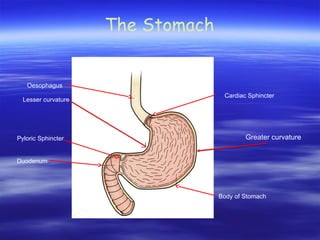 The Stomach
Oesophagus
Pyloric Sphincter
Duodenum
Body of Stomach
Cardiac Sphincter
Greater curvature
Lesser curvature
 