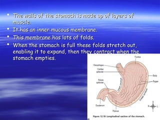  The walls of the stomach is made up of layers of
The walls of the stomach is made up of layers of
muscle.
muscle.
 It has an inner mucous membrane.
It has an inner mucous membrane.
 This membrane has lots of folds.
This membrane has lots of folds.
 When the stomach is full these folds stretch out,
When the stomach is full these folds stretch out,
enabling it to expand, then they contract when the
enabling it to expand, then they contract when the
stomach empties.
stomach empties.
 
