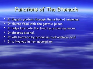 Functions of The Stomach
Functions of The Stomach
 It digests protein through the action of enzymes.
It digests protein through the action of enzymes.
 It churns food with the gastric juices.
It churns food with the gastric juices.
 It helps lubricate the food by producing mucus.
It helps lubricate the food by producing mucus.
 It absorbs alcohol.
It absorbs alcohol.
 It kills bacteria by producing hydrochloric acid.
It kills bacteria by producing hydrochloric acid.
 It is involved in iron absorption
It is involved in iron absorption
 