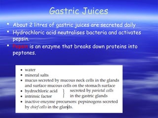 Gastric Juices
 About 2 litres of gastric juices are secreted daily
 Hydrochloric acid neutralises bacteria and activates
pepsin.
 Pepsin is an enzyme that breaks down proteins into
peptones.
 