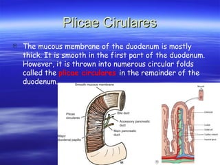 Plicae Cirulares
Plicae Cirulares
 The mucous membrane of the duodenum is mostly
thick. It is smooth in the first part of the duodenum.
However, it is thrown into numerous circular folds
called the plicae circulares in the remainder of the
duodenum.
 