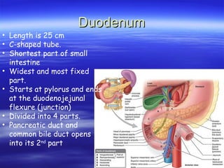 Duodenum
Duodenum
• Length is 25 cm
• C-shaped tube.
• Shortest part of small
intestine
• Widest and most fixed
part.
• Starts at pylorus and ends
at the duodenojejunal
flexure (junction)
• Divided into 4 parts.
• Pancreatic duct and
common bile duct opens
into its 2nd
part
 
