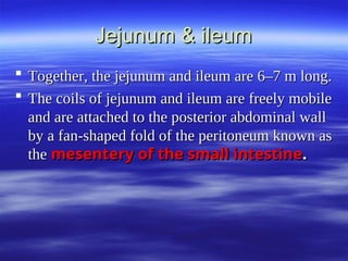 Jejunum & ileum
Jejunum & ileum
 Together, the jejunum and ileum are 6–7 m long.
Together, the jejunum and ileum are 6–7 m long.
 The coils of jejunum and ileum are freely mobile
The coils of jejunum and ileum are freely mobile
and are attached to the posterior abdominal wall
and are attached to the posterior abdominal wall
by a fan-shaped fold of the peritoneum known as
by a fan-shaped fold of the peritoneum known as
the
the mesentery of the small intestine
mesentery of the small intestine.
.
 