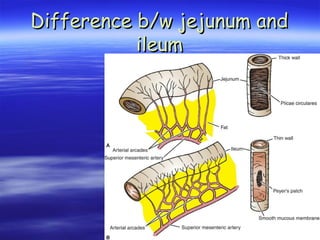 Difference b/w jejunum and
Difference b/w jejunum and
ileum
ileum
 
