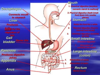 Mouth
Mouth
1. Chemical digestion (amylase
1. Chemical digestion (amylase
converts starch to maltose
converts starch to maltose)
)
2. Physical digestion (teeth break
2. Physical digestion (teeth break
food down into smaller
food down into smaller
pieces)
pieces)
Oesophagus
Oesophagus
Connects mouth
Connects mouth
to stomach
to stomach
Stomach
Stomach
Liver
Liver
Produces
Produces
bile
bile for the
for the
digestion of
digestion of
fats
fats
Gall
Gall
bladder
bladder Stores bile
Stores bile
1.
1. Holds the food for a while
Holds the food for a while
2.
2. Physical digestion (food is
Physical digestion (food is
churned and mixed)
churned and mixed)
3.
3. Chemical digestion (assisted
Chemical digestion (assisted
by HCl)
by HCl)
Pancreas
Pancreas
Produces digestive
Produces digestive
juices
juices
Small intestine
Small intestine
1. Chemical digestion
2. Absorption of
nutrients into blood
Appendix
Appendix
Large intestine
Large intestine
(colon)
(colon)
1.
1. Elimination of waste
Elimination of waste
2.
2. Absorption of water
Absorption of water
Rectum
Rectum
Stores faeces
Stores faeces
Anus
Anus
 