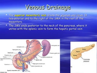  The
The superior mesenteric vein
superior mesenteric vein drains the jejunum and ileum. It
drains the jejunum and ileum. It
lies anterior and to the right of the SMA in the root of the
lies anterior and to the right of the SMA in the root of the
mesentery.
mesentery.
 The SMV ends posterior to the neck of the pancreas, where it
The SMV ends posterior to the neck of the pancreas, where it
unites with the splenic vein to form the hepatic portal vein
unites with the splenic vein to form the hepatic portal vein
Venous Drainage
Venous Drainage
 