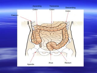 Caecum
Transverse
Colon
Descending
Colon
Ascending
Colon
Rectum
Anus
Apendix
 