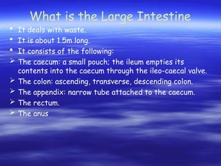 What is the Large Intestine
 It deals with waste.
 It is about 1.5m long.
 It consists of the following:
 The caecum: a small pouch; the ileum empties its
contents into the caecum through the ileo-caecal valve.
 The colon: ascending, transverse, descending colon.
 The appendix: narrow tube attached to the caecum.
 The rectum.
 The anus
 
