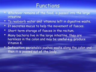 Functions
 Whatever remains of the food, is passed into the large
intestine
 To reabsorb water and vitamins left in digestive waste.
 It secretes mucus to help the movement of faeces.
 Short term storage of faeces in the rectum.
 Many bacteria live in the large intestine, they are
harmless in the colon and may be useful e.g. produce
Vitamin K.
 Defecation: peristalsis pushes waste along the colon and
then it is passed out of the body.
 