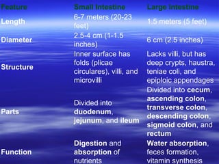 Feature Small Intestine Large Intestine
Length
6-7 meters (20-23
feet)
1.5 meters (5 feet)
Diameter
2.5-4 cm (1-1.5
inches)
6 cm (2.5 inches)
Structure
Inner surface has
folds (plicae
circulares), villi, and
microvilli
Lacks villi, but has
deep crypts, haustra,
teniae coli, and
epiploic appendages
Parts
Divided into
duodenum,
jejunum, and ileum
Divided into cecum,
ascending colon,
transverse colon,
descending colon,
sigmoid colon, and
rectum
Function
Digestion and
absorption of
nutrients
Water absorption,
feces formation,
vitamin synthesis
 