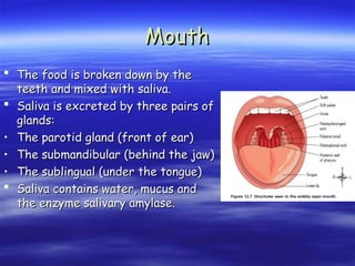 Mouth
Mouth
 The food is broken down by the
The food is broken down by the
teeth and mixed with saliva.
teeth and mixed with saliva.
 Saliva is excreted by three pairs of
Saliva is excreted by three pairs of
glands:
glands:
• The parotid gland (front of ear)
The parotid gland (front of ear)
• The submandibular (behind the jaw)
The submandibular (behind the jaw)
• The sublingual (under the tongue)
The sublingual (under the tongue)
 Saliva contains water, mucus and
Saliva contains water, mucus and
the enzyme salivary amylase.
the enzyme salivary amylase.
 