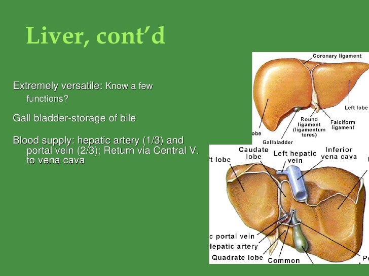 Digestive System