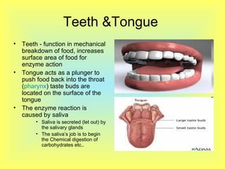 Teeth &Tongue  Teeth - function in mechanical breakdown of food, increases surface area of food for enzyme action Tongue acts as a plunger to push food back into the throat ( pharynx ) taste buds are located on the surface of the tongue The enzyme reaction is caused by saliva  Saliva is secreted (let out) by the salivary glands  The saliva’s job is to begin the Chemical digestion of carbohydrates etc..  
