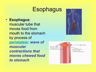 Esophagus  Esophagus : muscular tube that moves food from mouth to the stomach by process of  peristalsis :   wave of muscular contractions that moves chewed food to stomach 