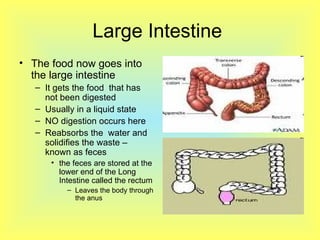 Large Intestine  The food now goes into the large intestine  It gets the food  that has not been digested  Usually in a liquid state  NO digestion occurs here  Reabsorbs the  water and solidifies the waste – known as feces  the feces are stored at the lower end of the Long Intestine called the rectum  Leaves the body through the anus  