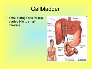 Gallbladder  small storage sac for bile, carries bile to small intestine 