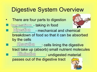 Digestive System Overview  There are four parts to digestion  __________-  taking in food ___________-  mechanical and chemical breakdown of food so that it can be absorbed by the cells ______________ : cells lining the digestive tract take up (absorb) small nutrient molecules ________________ : undigested material passes out of the digestive tract Ingestion Digestion Absorption  Elimination  