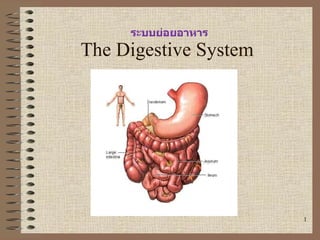 The Digestive System ระบบย่อยอาหาร 