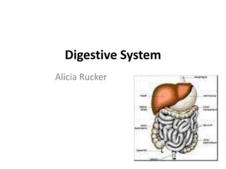 Digestive System Alicia Rucker 