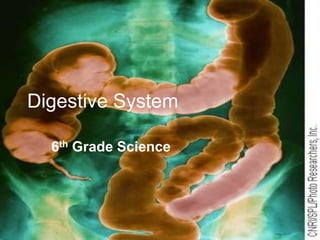 Digestive System 6th Grade Science 