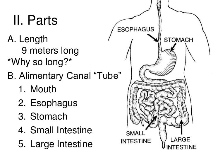 Large Intestine Length In Meters Bruin Blog