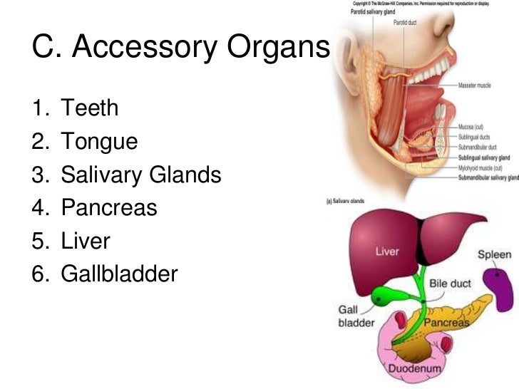 Digestive system