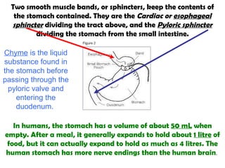 Two smooth muscle bands, or sphincters, keep the contents of the stomach contained. They are the  Cardiac or  esophageal sphincter  dividing the tract above, and the  Pyloric sphincter  dividing the stomach from the small intestine. In humans, the stomach has a volume of about  50 mL  when empty. After a meal, it generally expands to hold about  1 litre  of food, but it can actually expand to hold as much as 4 litres. The human stomach has more nerve endings than the human brain .  Chyme  is the liquid substance found in the stomach before passing through the pyloric valve and entering the duodenum.  