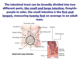 The intestinal tract can be broadly divided into two different parts,  the small and large intestine.  Grayish-purple in color, the small intestine is the  first and longest , measuring  twenty feet  on average in an adult man.  