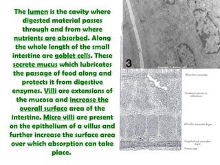 The  lumen  is the cavity where digested material passes through and from where  nutrients are absorbed . Along the whole length of the small intestine are  goblet cells . These  secrete mucus  which lubricates the passage of food along and protects it from digestive enzymes.  Villi  are extensions of the mucosa and  increase the overall surface  area of the intestine.  Micro villi  are present on the epithelium of a villus and further increase the surface area over which absorption can take place.  