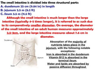 The small intestine is divided into three structural parts: A. duodenum  25 cm (9.84 in) in length  B. jejunum  2.5 m (8.2 ft)  C. ileum  3.5 m (11.5 ft)  Although the small intestine is much longer than the large intestine (typically 4-5 times longer), it is referred to as such due to its comparatively  smaller diameter . On average, the diameter of the small intestine of an adult human measures approximately  2.5-3cm , and the large intestine measures about 7.6 cm in diameter. Absorption of the  majority of nutrients takes place in the jejunum , with the following notable exceptions: Iron is absorbed in the duodenum   Vitamin B12 is absorbed in the terminal ileum .  Water and lipids are absorbed by passive diffusion throughout  
