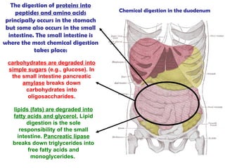 The digestion of  proteins into peptides and amino acids  principally occurs in the stomach but some also occurs in the small intestine. The small intestine is where the most chemical digestion takes place: lipids (fats) are degraded into fatty acids and glycerol.  Lipid digestion is the sole responsibility of the small intestine.  Pancreatic lipase  breaks down triglycerides into free fatty acids and monoglycerides.   carbohydrates are degraded into simple sugars  (e.g., glucose). In the small intestine pancreatic  amylase  breaks down carbohydrates into oligosaccharides. Chemical digestion in the duodenum   