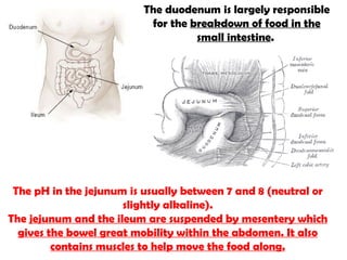The duodenum is largely responsible for the  breakdown of food in the small intestine .   The pH in the jejunum is usually between 7 and 8 (neutral or slightly alkaline). The  jejunum and the ileum are suspended by mesentery which gives the bowel great mobility within the abdomen. It also contains muscles to help move the food along. 