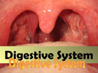 Digestive System Digestive System 