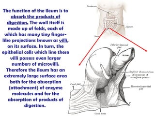 The function of the ileum is to  absorb the products of digestion.  The wall itself is made up of folds, each of which has many tiny finger-like projections known as  villi , on its surface. In turn, the epithelial cells which line these villi possess even larger numbers of  microvilli . Therefore the ileum has an extremely large surface area both for the absorption (attachment) of enzyme molecules and for the absorption of products of digestion.  