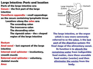 Large Intestine: Parts and location Parts of the large intestine are: Cecum  - the first part of the large intestine  Vermiform appendix  - small appendage on the cecum containing lymphatic tissue  Locations along the  colon  are: The ascending colon  The transverse colon  The descending colon  The sigmoid colon - the s shaped region of the large intestine  Rectum  Anal canal  - last segment of the large intestine  Internal anal sphincter  - involuntary, smooth muscle  External anal sphincter  - voluntary, skeletal muscle  Anus  The  large intestine , or the organ which is now more commonly referred to as the  colon , is the  last part of the digestive system : the final stage of the alimentary canal. Its function is to  absorb the remaining water  from indigestible food matter, store these unusable food matter (wastes) and then  eliminates the wastes  from the body. 
