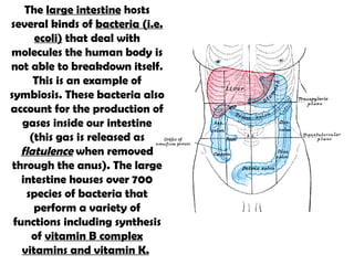 The  large intestine  hosts several kinds of  bacteria (i.e. ecoli)  that deal with molecules the human body is not able to breakdown itself. This is an example of symbiosis. These bacteria also account for the production of gases inside our intestine (this gas is released as  flatulence  when removed through the anus). The large intestine houses over 700 species of bacteria that perform a variety of functions including synthesis of  vitamin B complex vitamins and vitamin K.   