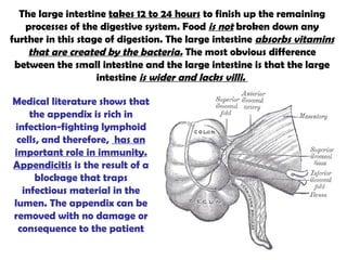 The large intestine  takes 12 to 24 hours  to finish up the remaining processes of the digestive system. Food  is not  broken down any further in this stage of digestion. The large intestine  absorbs vitamins that are created by the bacteria.  The most obvious difference between the small intestine and the large intestine is that the large intestine  is wider and lacks villi.  Medical literature shows that the appendix is rich in infection-fighting lymphoid cells, and therefore,  has an important role in immunity.   Appendicitis  is the result of a blockage that traps infectious material in the lumen. The appendix can be removed with no damage or consequence to the patient 