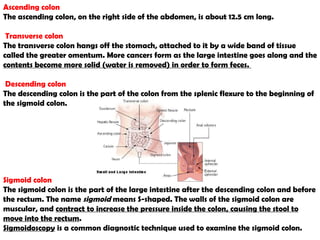 Ascending colon The ascending colon, on the right side of the abdomen, is about 12.5 cm long.  Transverse colon The transverse colon hangs off the stomach, attached to it by a wide band of tissue called the greater omentum. More cancers form as the large intestine goes along and the  contents become more solid (water is removed) in order to form feces.  Descending colon The descending colon is the part of the colon from the splenic flexure to the beginning of the sigmoid colon.  Sigmoid colon The  sigmoid colon  is the part of the large intestine after the descending colon and before the rectum. The name  sigmoid  means S-shaped. The walls of the sigmoid colon are muscular, and  contract to increase the pressure inside the colon, causing the stool to move into the rectum . Sigmoidoscopy  is a common diagnostic technique used to examine the sigmoid colon. 
