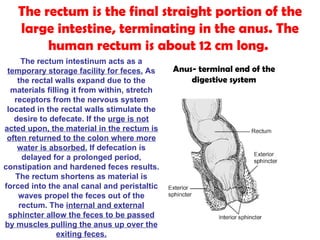The  rectum  is the final straight portion of the large intestine, terminating in the anus. The human rectum is about 12 cm long.  The rectum intestinum acts as a  temporary storage facility for feces.  As the rectal walls expand due to the materials filling it from within, stretch receptors from the nervous system located in the rectal walls stimulate the desire to defecate. If the  urge is not acted upon, the material in the rectum is often returned to the colon where more water is absorbed.  If defecation is delayed for a prolonged period, constipation and hardened feces results. The rectum shortens as material is forced into the anal canal and peristaltic waves propel the feces out of the rectum. The  internal and external sphincter allow the feces to be passed by muscles pulling the anus up over the exiting feces. Anus- terminal end of the digestive system 
