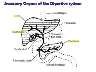 Accessory Organs of the Digestive system 
