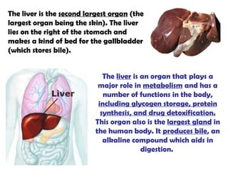 The  liver  is an organ that plays a major role in  metabolism  and has a number of functions in the body,  including glycogen storage, protein synthesis, and drug detoxification.  This organ also is the  largest gland  in the human body. It  produces bile , an alkaline compound which aids in digestion.  The liver is the  second largest organ  (the largest organ being the skin). The liver lies on the right of the stomach and makes a kind of bed for the gallbladder (which stores bile). 