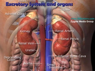 Excretory System and organs www.3DScience.com  Zygote Media Group   
